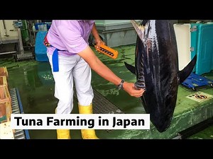 Tuna farming in Japan
