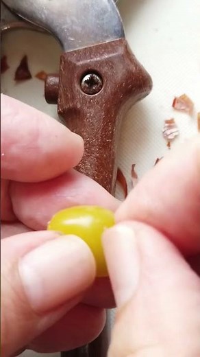 ぎんなんの殻の簡単なむき方・食べ方／ばあちゃんの料理教室 #shorts