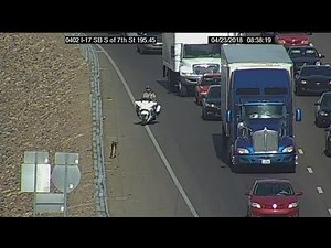 GRAPHIC VIDEO: Dog runs off I-17 after being hit by car