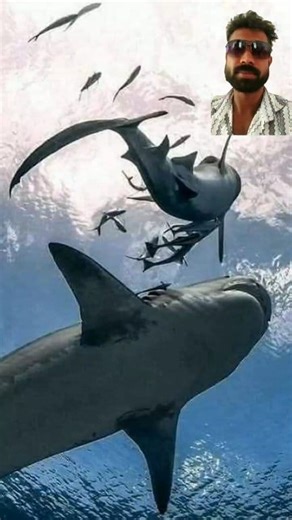 SHARK HORROR IN THE DEEP! 😱 Terrifying Underwater Great White Attack (Graphic Footage) Description: WARNING: GRAPHIC AND INTENSE! Dive into pure terror with this chilling underwater footage of a massive Great White Shark hunting in the dark ocean depths. Watch as the predator stalks, charges, and attacks with bone-chilling aggression—all filmed just feet away by a brave diver. The shark’s razor-sharp teeth, eerie movements, and sudden lunges will leave you breathless. Do not watch alone! Share 