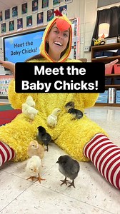 42K views · 369 reactions | Mother Hen and her 10 chicks!  #hatching #chicks #embryology #eggs #education #science #scienceteacher #stem | Mrs. B TV | Facebook