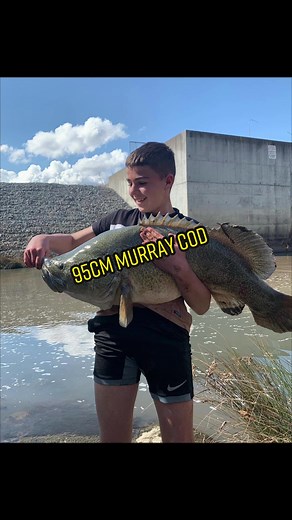 Catching a Cheeky 95cm Murray Cod in Australia
