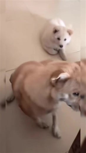 Goofy Dogs Making Us Laugh!