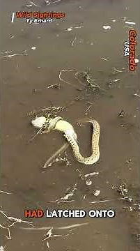 Snake vs Salamander: Wild Battle Erupts at Water's Edge!