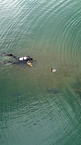 How many carp can you see?! 👀 The carp certainly weren't afraid of the divers here! 🤿 | Fox International