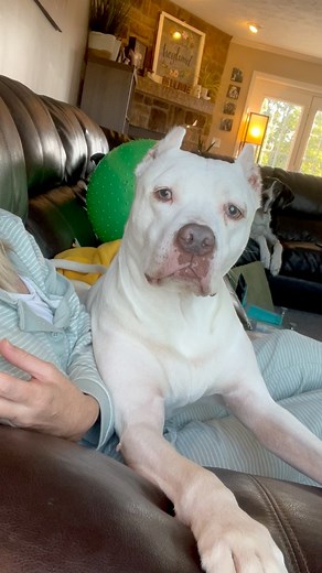 42K views · 1.4K reactions | Slow morning wake ups 浪 #dogs #family #love #funnyanimals #cuteanimals #greatdane #pitbull #best | Dogs and Other Unsolicited Advice - L O N G bois and the House Hippos | Facebook