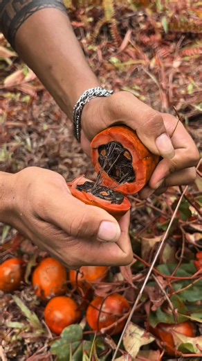 Damsius Yanto | Jambu akar 😱 #fyp #reelsfb | Instagram