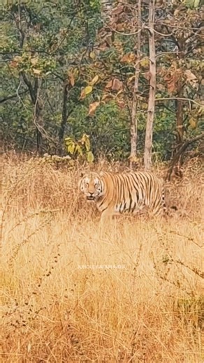 Panna National Park||Jungle Safari me grass me chalte Big Male Tiger ki Bumper Sighting hui#wildlife