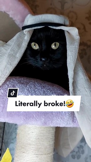 Hilarious Kitty Parody Memes | Funny Videos Compilation