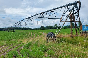 Irrigation Planning and Maintenance