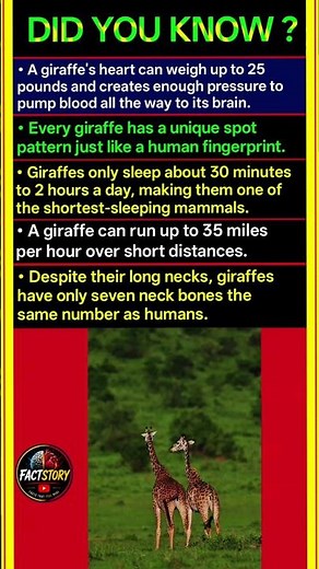 You Won't Believe These Amazing Giraffe Facts