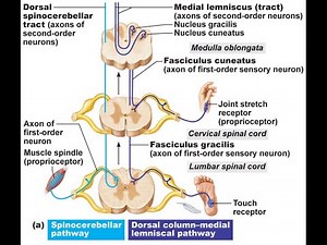 Neuroanatomy spinal cord - ascending tracts