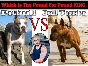 Bull Terrier VS Pitbull "Who Will Win"?