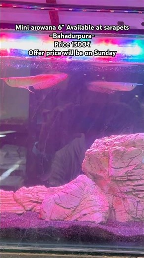 ❤️ #arowana #aquarium #fishkeeping #aquascape #viral #fishshorts #trending #catfish #breeding #og