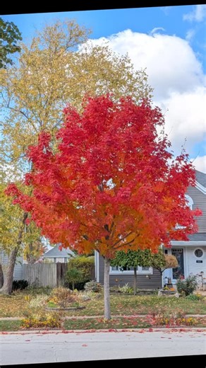 🍁 is pretty | Ronald Hickland Jr.