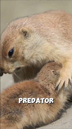 Prairie Dogs Have Alarm Language 😲🐿️ || #animalfacts #prairiedog @AnimalMysteries-YT