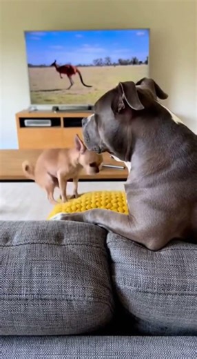 Chihuahua and pit bull won't take their eyes off the screen #dogs #viral #shorts #funny #funnydog