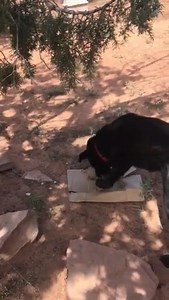38K views · 2.7K reactions | When you send a care package to Best Friends, rest assured every part of your donation is being put to good use. Yes, that even includes the box! These boxes, or dog pinatas, are filled with kibble and other high value treats like peanut butter, beef jerky, and string cheese. Sometimes a new toy or a frozen Kong is waiting inside as a reward! -katheryn | Best Friends Animal Society | Facebook