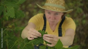 Female farmer examining english walnut tree branches and leaves for common pest and diseases