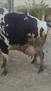 crop #shorts #agriculture #modernfarmer #youtbeshorts #shorts #shorts | cow tv