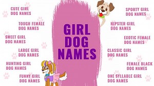 Girl Dog Names - Top Female Dog Names Of 2025 Backed With Vibrant Meanings