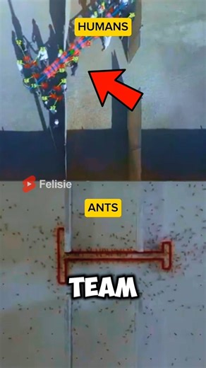 Ants Vs Humans: Who’s Smarter? 🐜😱