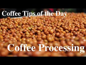 What is Coffee Processing?