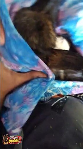 How to bath puppy | LIfe with Duggu | GSD #germanshepherd #gsds #dog #pets #germanshepheard #puppy