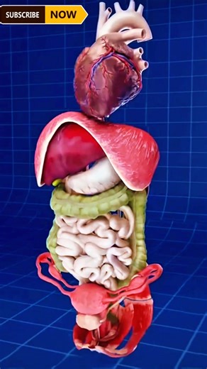 Human Body Parts and Organs Explained in 3D | Anatomy Video #humanbody #viralshort #3danimation