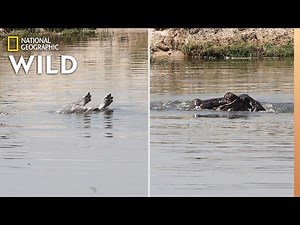 Hippos Grieving: First Confirmed Video | Nat Geo Wild