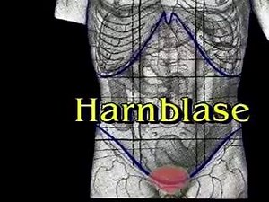 Urinary Bladder Examination Join us on youtube >> youtube.com/c/medicanatubes | Pediatric urology | Facebook