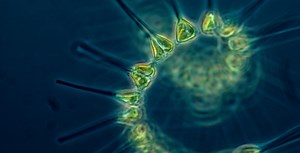 MONITORING MICROSCOPIC MARINE LIFE