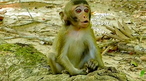 91K views · 1.7K reactions | Cry.. Cry Hungry!!! Lovely monkey Anissa very hungry crying beg milk, Anissa can't find food today | Monkeys Buzz | Facebook