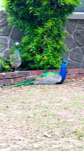 Warning! Screaming Peacocks 🦚