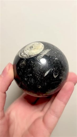 Prehistoric Orthoceras Fossil Spheres | Unique Polished Fossil Carvings | FREE Acrylic Sphere Stand Included | 1.75" - 2.5" | You Pick! - Etsy