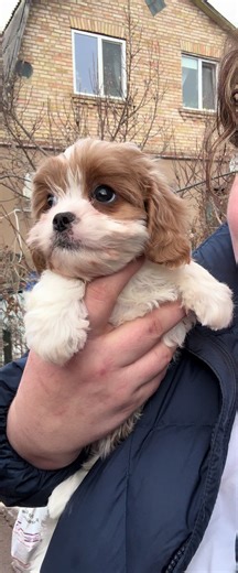 #кавапу #врек #врекомендации #цуценя #cavapoo