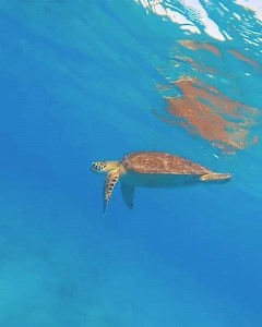 206K views · 24K reactions | Watching turtles swim is quite calming. I can watch this over and over again. Video credit goes to @bayday808 #honu #turtles #turtletuesday #calm #serene | A Maui Blog | Facebook