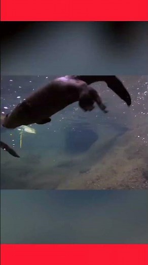 Charming Otter Sounds: Dive into the Playful World of Otters!