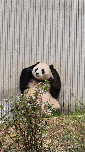 25.12.20福在洞口撒娇等加餐的样子太可爱了