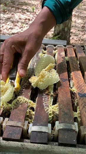 Inspecting the Bee Hive 🐝🍯 | Keep Your Colony Healthy