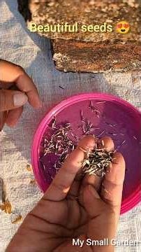 How to store marigold seeds for next year🌼 #garden #seedstore