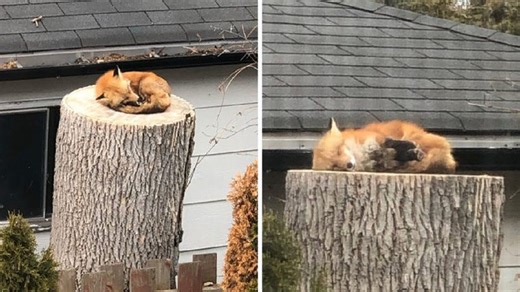 Adorable Fox Is Caught Napping On A Tree Stump, And The Photos Go Viral