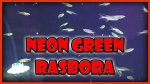 Today I teach you how to care for Neon Green Rasboras. Aka Microdevario kubotai or Microrasbora Kubotai. This a great neon colored green fish that schools. While they are labeled as a small fish I've seen them get up to 2 inches. Either way this is a super neat rasbora that most people will love. If you've enjoyed this video and haven't already subscribed to our channel, please click that subscribe button now. | Aquarium Co-Op