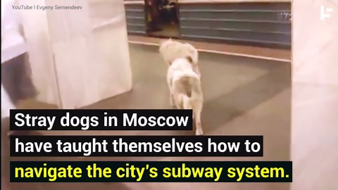 Moscow's Subway-Riding Stray Dogs