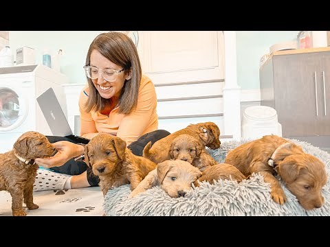 Helping 7 Families Pick Their Perfect Goldendoodle Puppy
