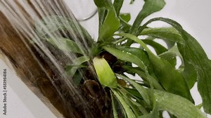 Watering Staghorn Fern House Plant with a Shower in a Bathroom. Platicerium Growing on a Wooden Board without a Pot