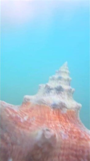 Puerto Rico Diving for Shells!