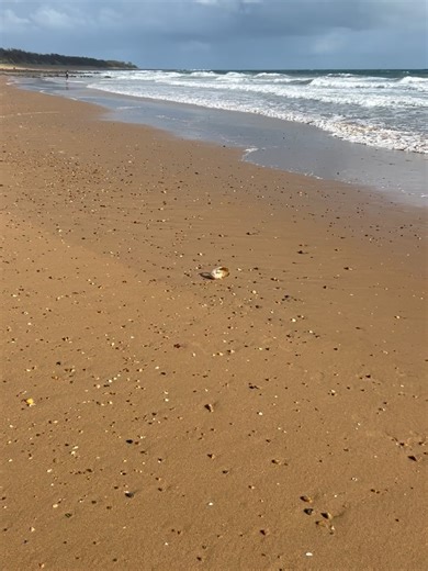 Bretts shellfinds on Instagram: "YAY FINALLY, 🩵 Nautilus Shell ‘Nautilus Pompilius’ I can’t believe it. Been pinching myself all day over this find. A stunning shell of the ocean that most shell collectors search for. These have a mercury coloured chamber inside and is known to be used as a substitute for pearls. So so happy even though it has significant damage. LIKE, FOLLOW and COMMENT to help me alter the poor algorithm I’m in. #nautilus #wow #amazing #ocean #photography"