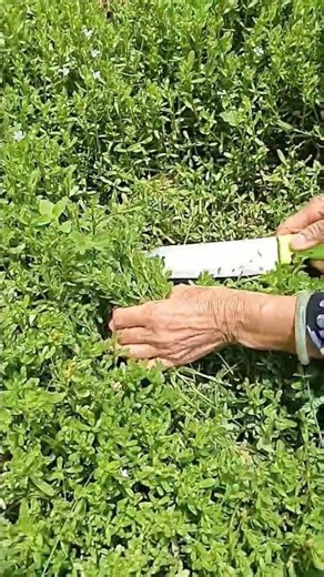 Harvest green bitter veggies 05.1102: Enjoy rural life, garden & nature #rurallife #garden #nature