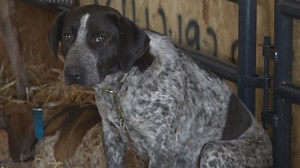 57th Annual Grand Coon Hunt to attract thousands to Orangeburg Friday